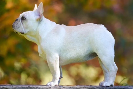 Brachycephalic dog breed example 1