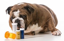 Dog with medication