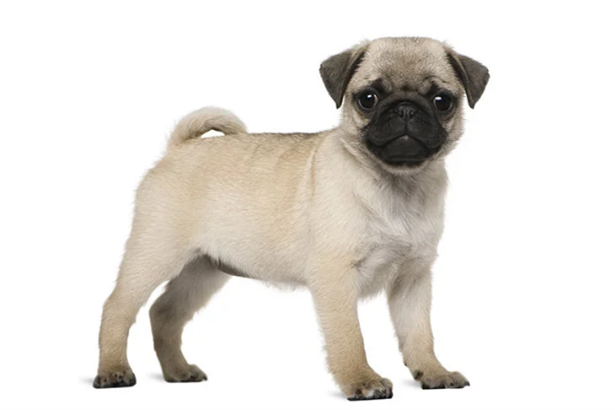 Brachycephalic dog breed example 4
